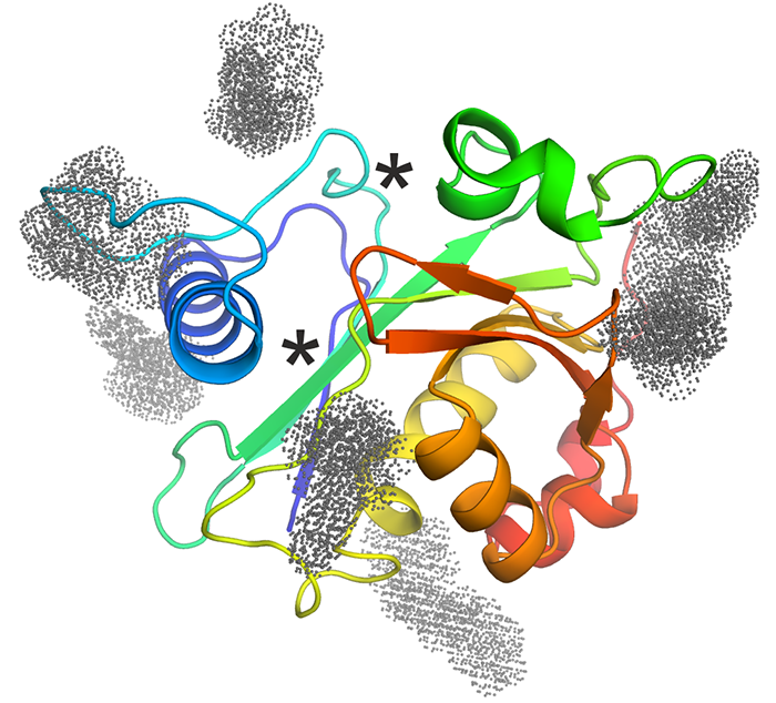 CepI homology model, depicted as cartoon colored from N-terminus (blue) to C-terminus (red). The known substrate binding sites are shown with asterisks. Optimized inhibitor binding sites identified by molecular docking are shown with colored dots.