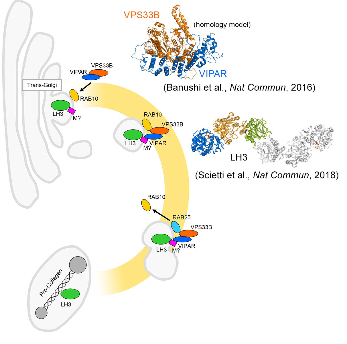 Schematic of the newly-discovered pathway targeting LH3 from the trans-Golgi Network to the newly described procollagen containing organelles is regulated by VIPAR and its interacting proteins.