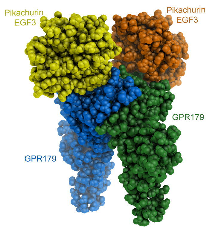 Cartoon representation of the CryoEM reconstruction of the extracellular fragments of dimeric GPR179 (blue and green) forming 2:2 complexes with the C-terminal EGF3 domains of human Pikachurin