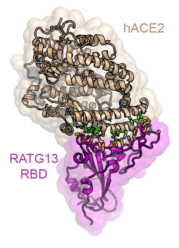 Cartoon representation of the crystal structure of the complex between SARS-CoV-2 RBD and human ACE2 ectodomain. hACE2 is colored in wheat, SARS-Cov-2 RBD in magenta. Interface residues are shown with green and yellow sticks