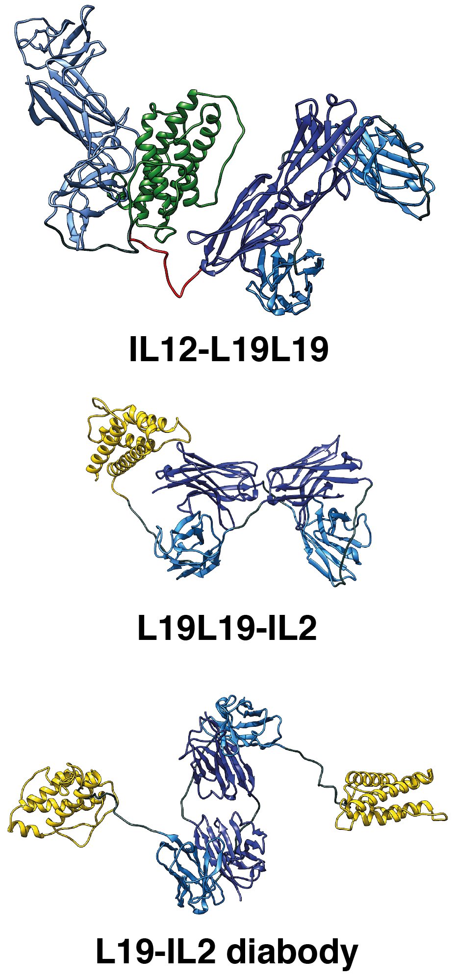 Cartoon representation of the molecular models of L19-IL2, L19L19-IL2 and IL12-L19L19 immunocytokines based on SEC-SAXS data
