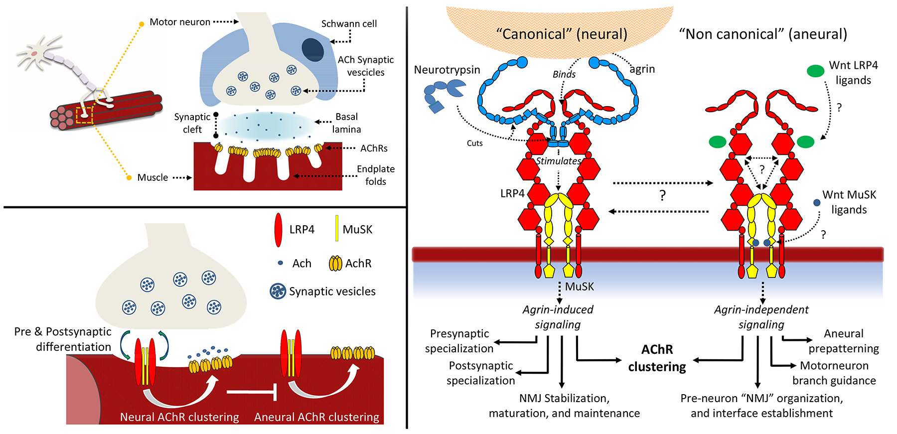 overview of the complexity underlying neuromuscular junction formation and their extracellular organizers: the agrin receptor composed of LRP4:MuSK and its associated effectors