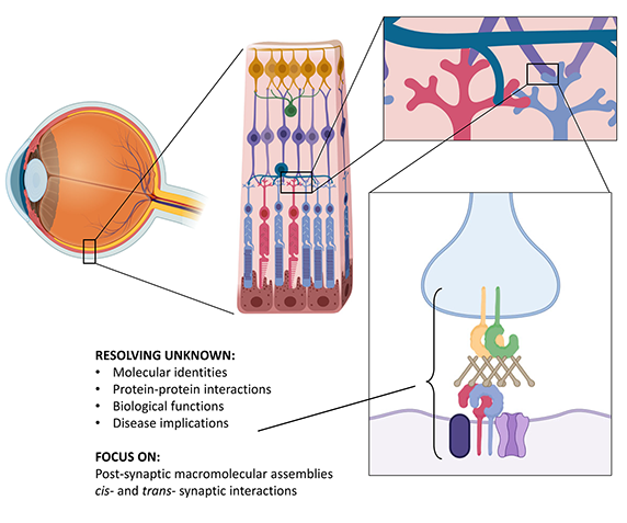 schematic of our investigation targets in the retina, at the synaptic interface between photoreceptors and bipolar cells