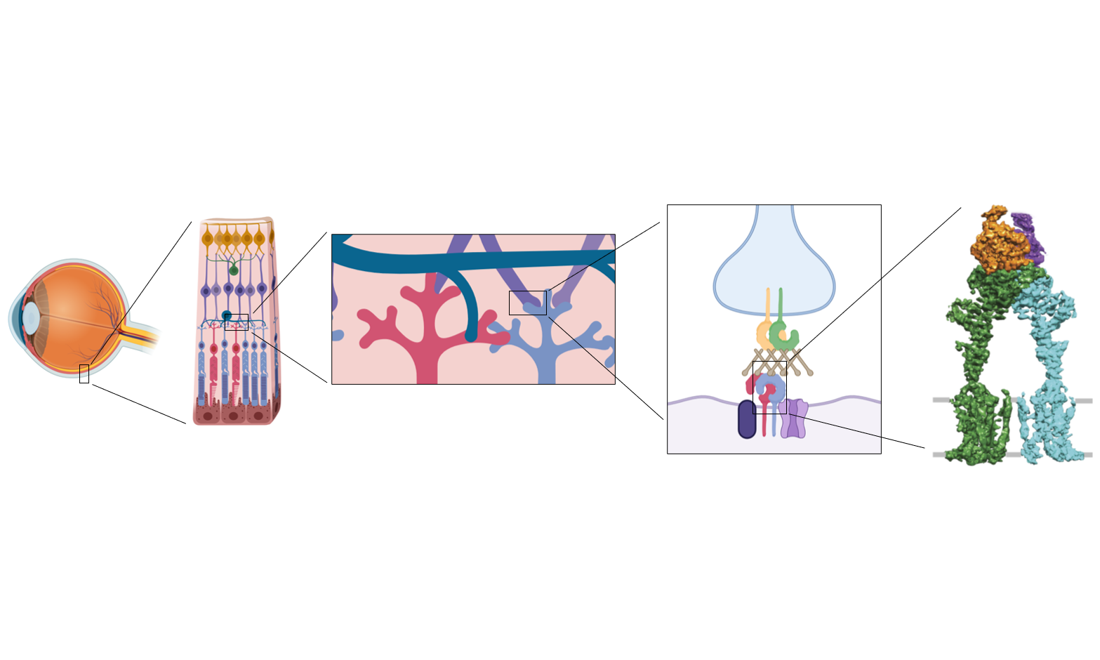 figure_overview_biological_questions_horizontal_complete