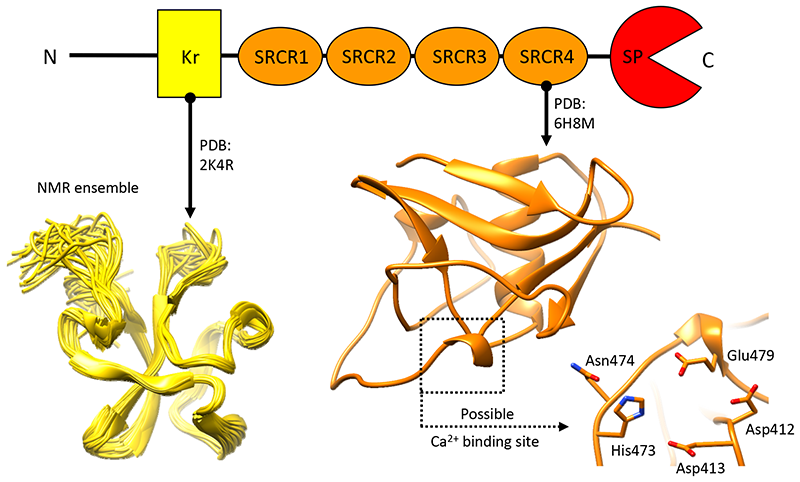 Struttura tridimensionale del terzo dominio SRCR della neurotripsina murina