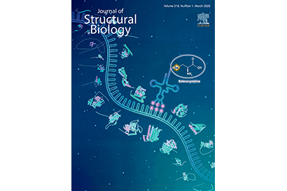 Molecular Structure of the Third Immunoglobulin Domain (Ig3) of Human Muscle-Specific Kinase (MuSK)