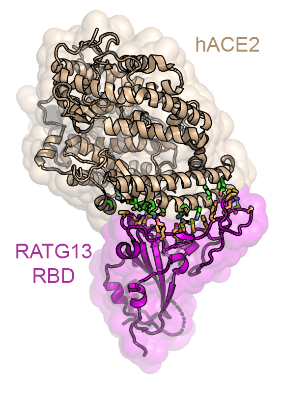 Rappresentazione schematica della struttura cristallina del complesso tra il dominio RBD di SARS-CoV-2 e l’ectodominio dell’ACE2 umano