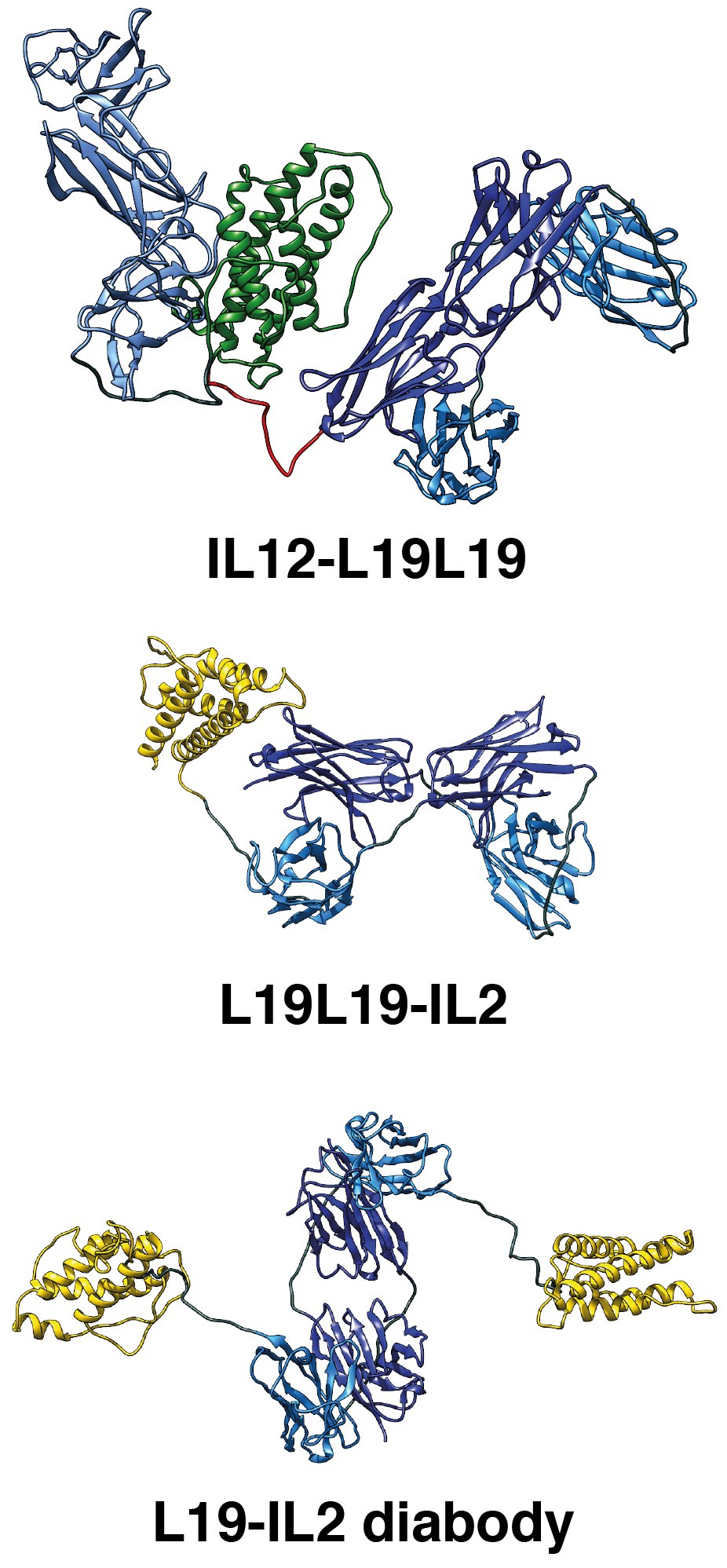 Modelli molecolari delle immunocitochine basate su L19