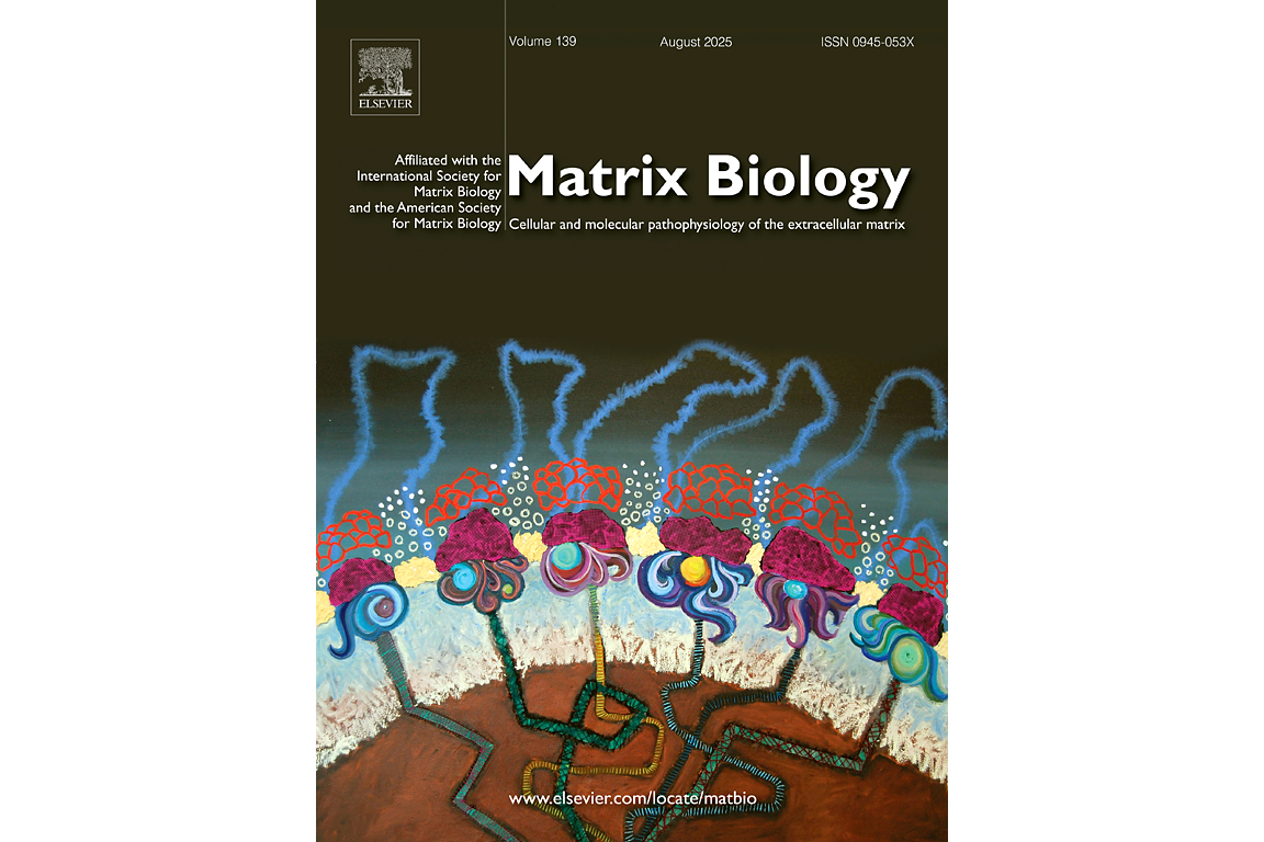 Collagen IV biosynthesis: Intracellular choreography of post-translational modifications