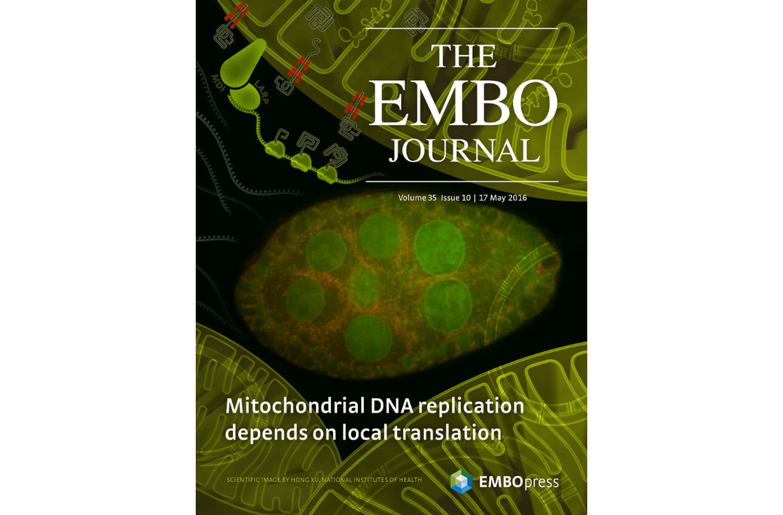 Regulators of complement activity mediate inhibitory mechanisms through a common C3b-binding mode