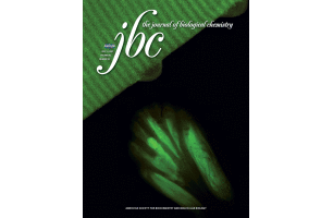 Structural basis of LSD1-CoREST selectivity in histone H3 recognition.