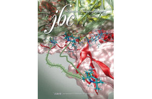 A novel mammalian flavin-dependent histone demethylase.