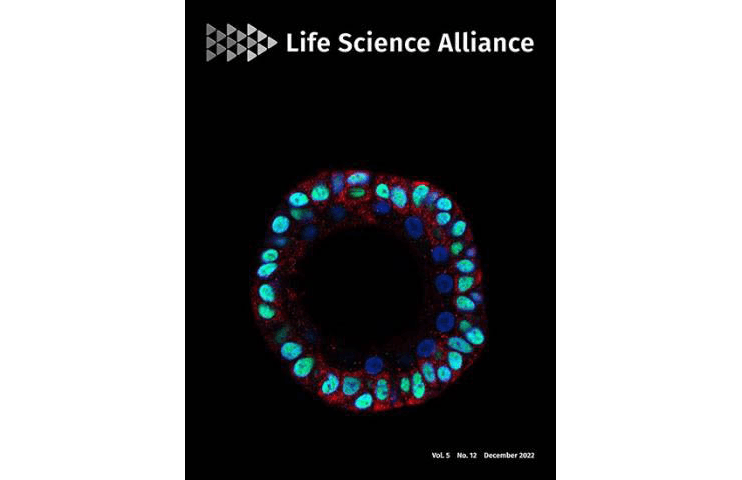 Dimerization of kringle 1 domain from hepatocyte growth factor/scatter factor provides a potent MET receptor agonist