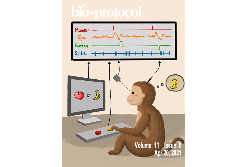 Optimized Recombinant Production of Secreted Proteins Using Human Embryonic Kidney (HEK293) Cells Grown in Suspension