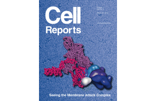 Assembly and regulation of the membrane attack complex based on structures of C5b6 and sC5b9.