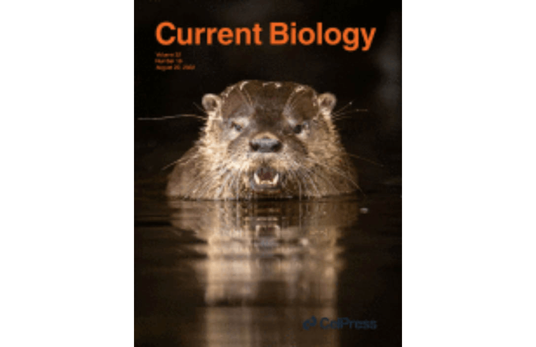 A salivary factor binds a cuticular protein and modulates biting by inducing morphological changes in the mosquito labrum