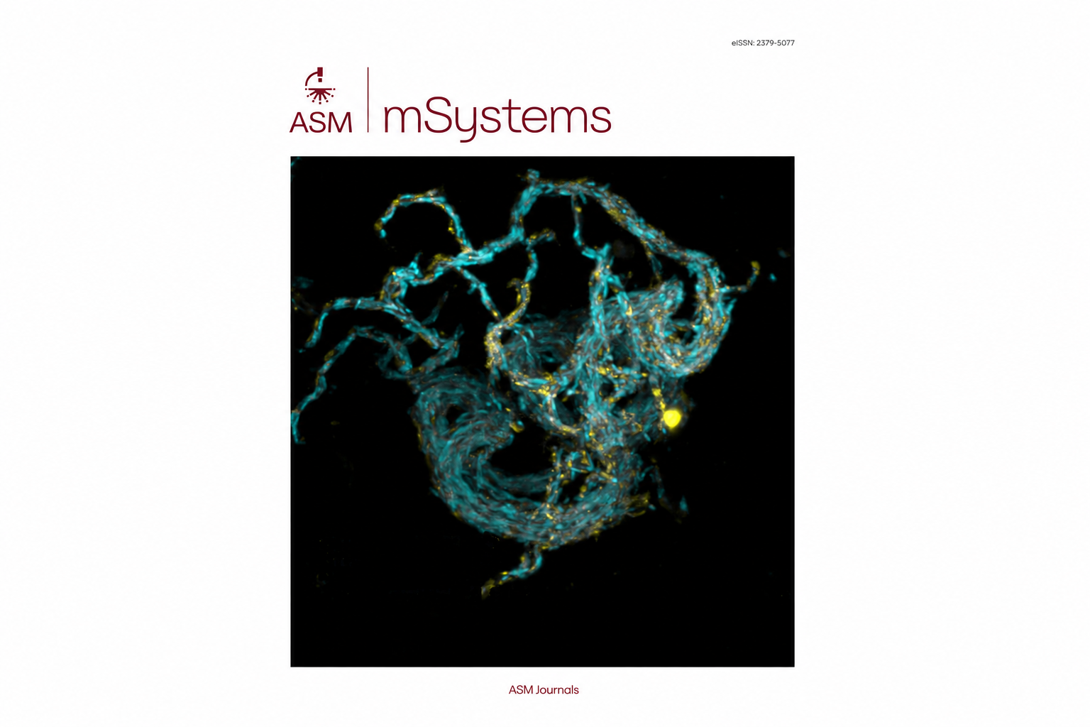 Spiroplasma in Glossina fuscipes fuscipes: a potential manipulator of male reproduction
