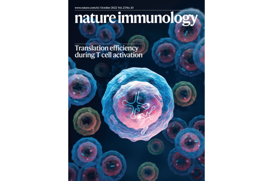 Memory CD8+ T cell diversity and B cell responses correlate with protection against SARS-CoV-2 following mRNA vaccination