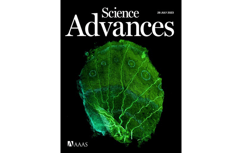 Polymyxins and quinazolines are LSD1/KDM1A inhibitors with unusual structural features