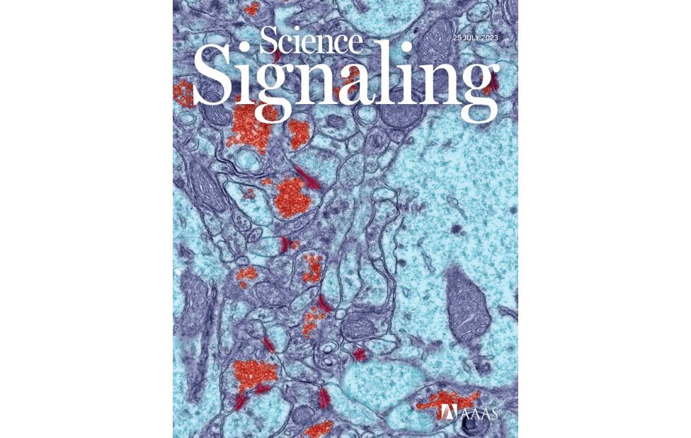 Structure of the photoreceptor synaptic assembly of the extracellular matrix protein pikachurin with the orphan receptor GPR179